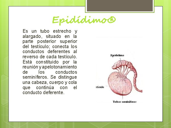 Epidídimo® Es un tubo estrecho y alargado, situado en la parte posterior superior del