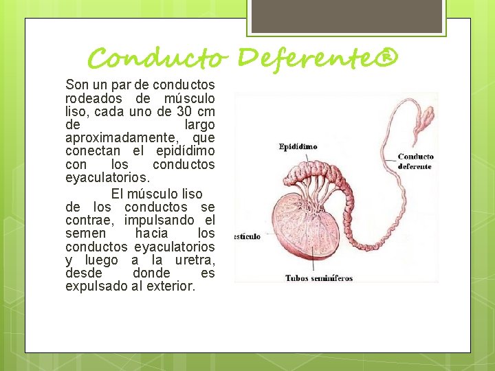 Conducto Deferente® Son un par de conductos rodeados de músculo liso, cada uno de