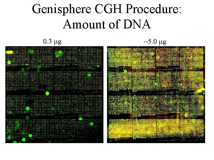 Genisphere CGH Procedure: Amount of DNA 0. 3 µg ~5. 0 µg 