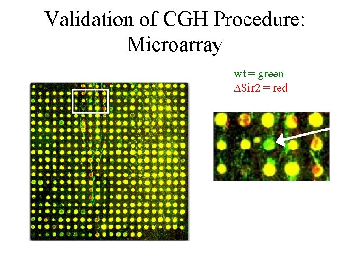 Validation of CGH Procedure: Microarray wt = green ∆Sir 2 = red 