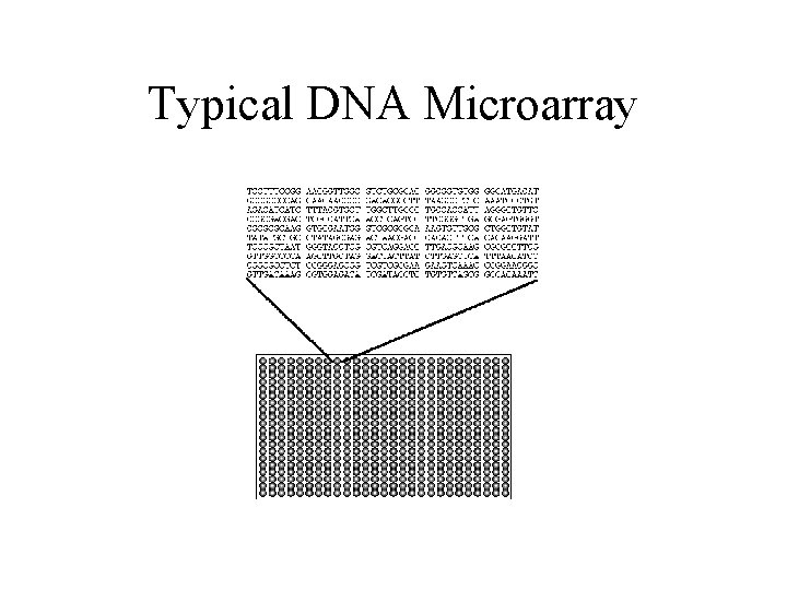 Typical DNA Microarray 