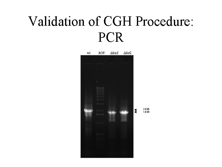 Validation of CGH Procedure: PCR 2. 0 kb 1. 8 kb 