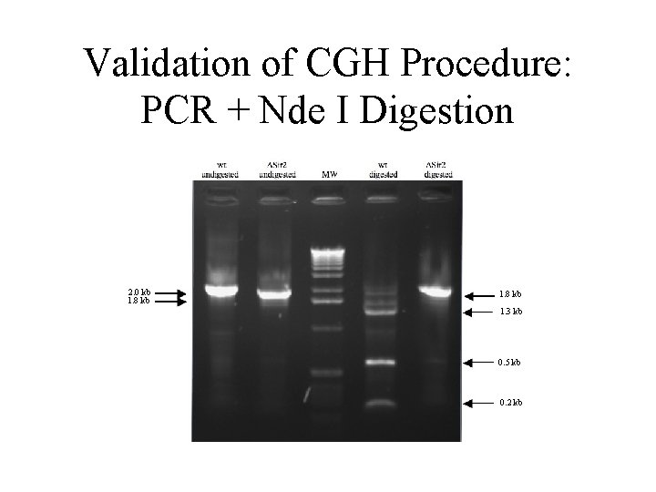 Validation of CGH Procedure: PCR + Nde I Digestion 2. 0 kb 1. 8