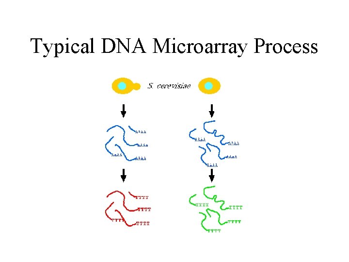 Typical DNA Microarray Process 