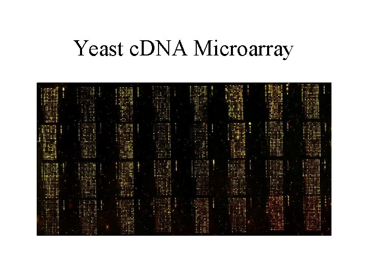 Yeast c. DNA Microarray 