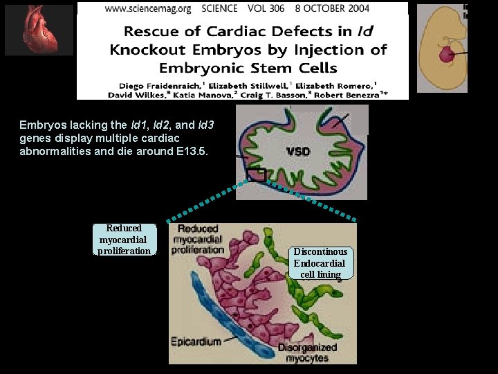 Embryos lacking the Id 1, Id 2, and Id 3 genes display multiple cardiac