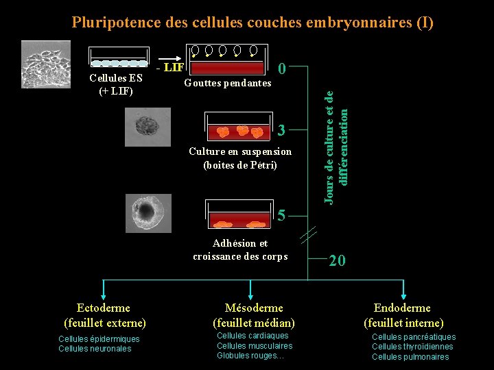 Pluripotence des cellules couches embryonnaires (I) Gouttes pendantes 0 3 Culture en suspension (boites