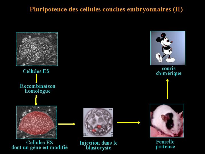 Pluripotence des cellules couches embryonnaires (II) souris chimérique Cellules ES Recombinaison homologue Cellules ES