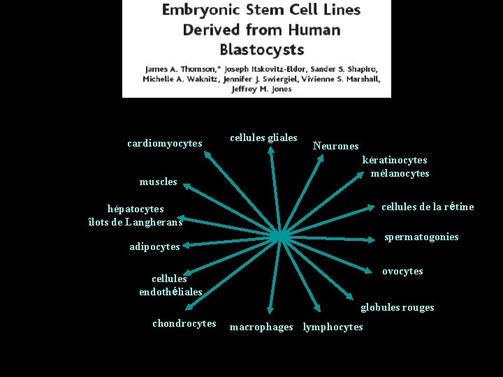 cardiomyocytes cellules gliales Neurones kératinocytes mélanocytes muscles cellules de la rétine hépatocytes îlots de
