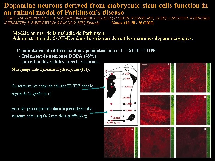 Dopamine neurons derived from embryonic stem cells function in an animal model of Parkinson's