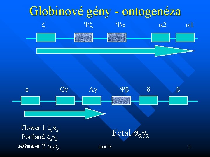 Globinové gény - ontogenéza z e Gower 1 z 2 e 2 Portland z