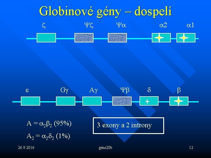 Globinové gény – dospelí z e Yz Gg A = a 2 b 2