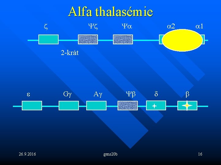 Alfa thalasémie z Yz Ya a 2 a 1 2 -krát e 26. 9.
