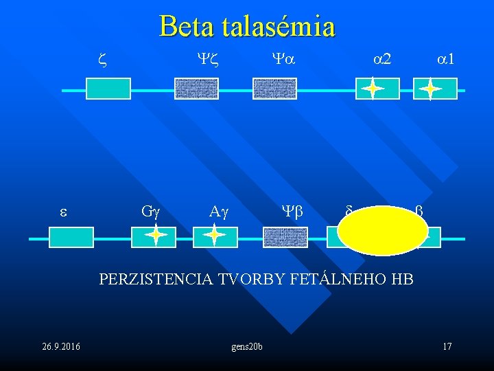 Beta talasémia z e Yz Gg Ya Yb Ag a 2 d a 1