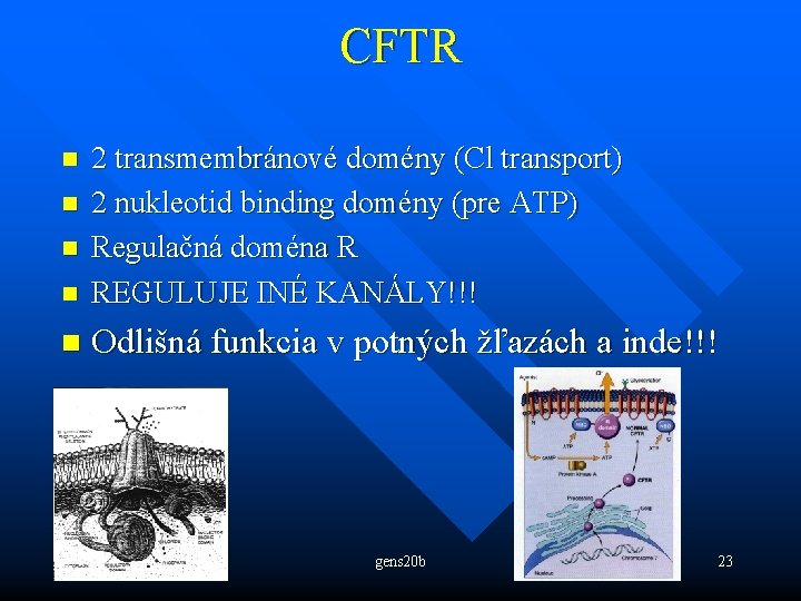 CFTR n 2 transmembránové domény (Cl transport) 2 nukleotid binding domény (pre ATP) Regulačná