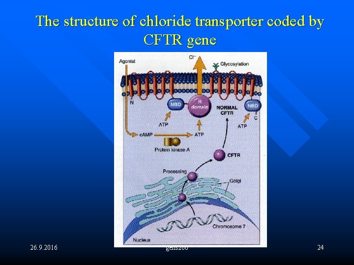 The structure of chloride transporter coded by CFTR gene 26. 9. 2016 gens 20