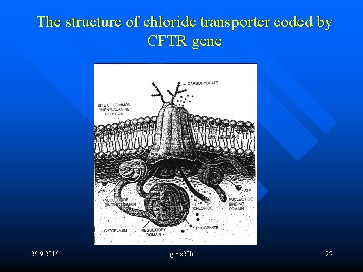 The structure of chloride transporter coded by CFTR gene 26. 9. 2016 gens 20