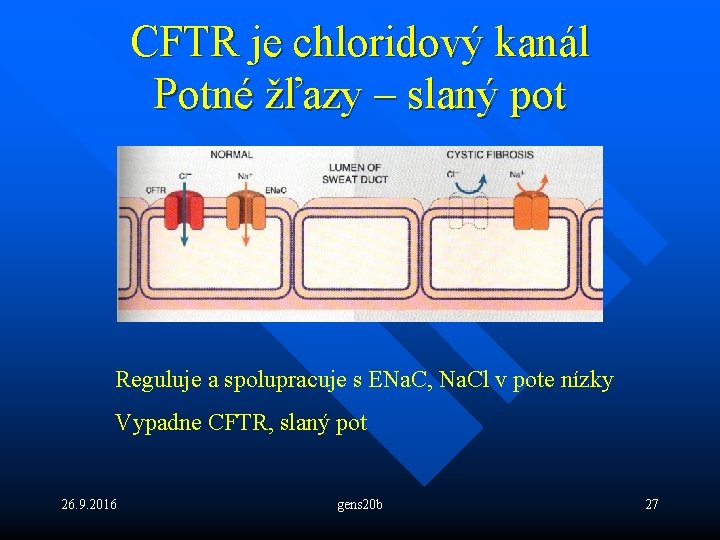 CFTR je chloridový kanál Potné žľazy – slaný pot Reguluje a spolupracuje s ENa.