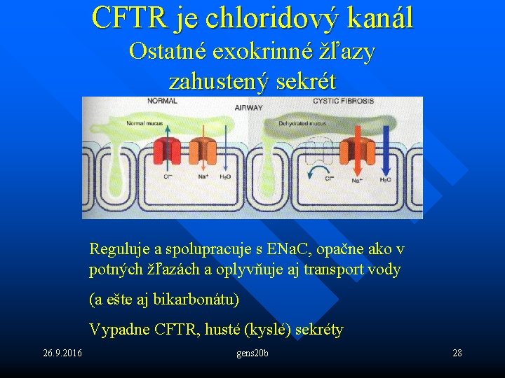 CFTR je chloridový kanál Ostatné exokrinné žľazy zahustený sekrét Reguluje a spolupracuje s ENa.