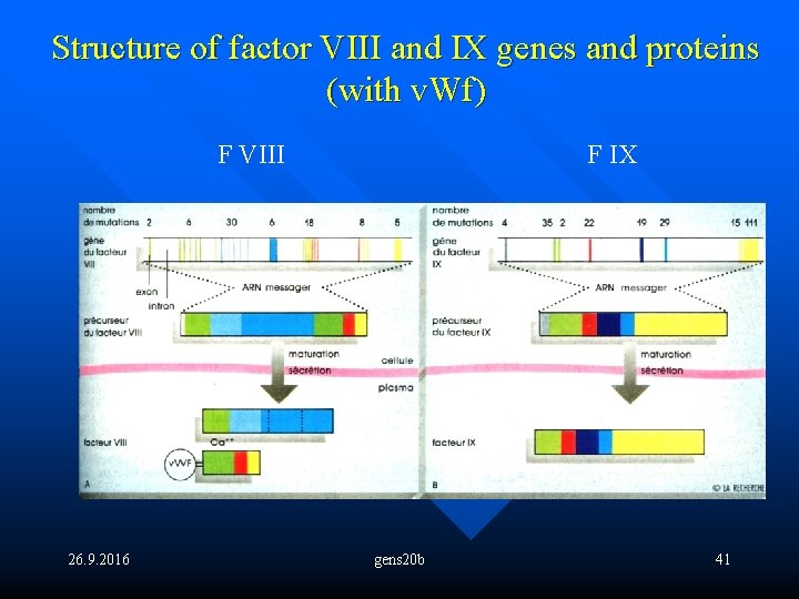 Structure of factor VIII and IX genes and proteins (with v. Wf) F VIII