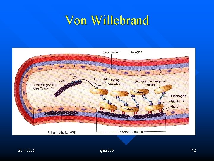 Von Willebrand 26. 9. 2016 gens 20 b 42 