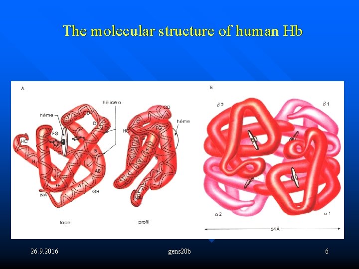 The molecular structure of human Hb 26. 9. 2016 gens 20 b 6 