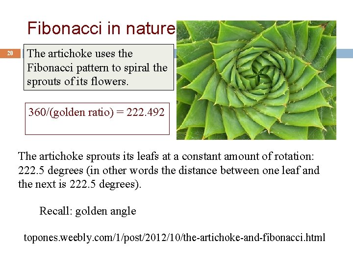 Fibonacci in nature 20 The artichoke uses the Fibonacci pattern to spiral the sprouts