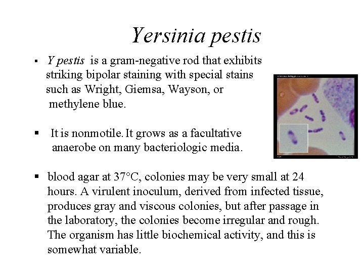 Yersinia pestis § Y pestis is a gram-negative rod that exhibits striking bipolar staining