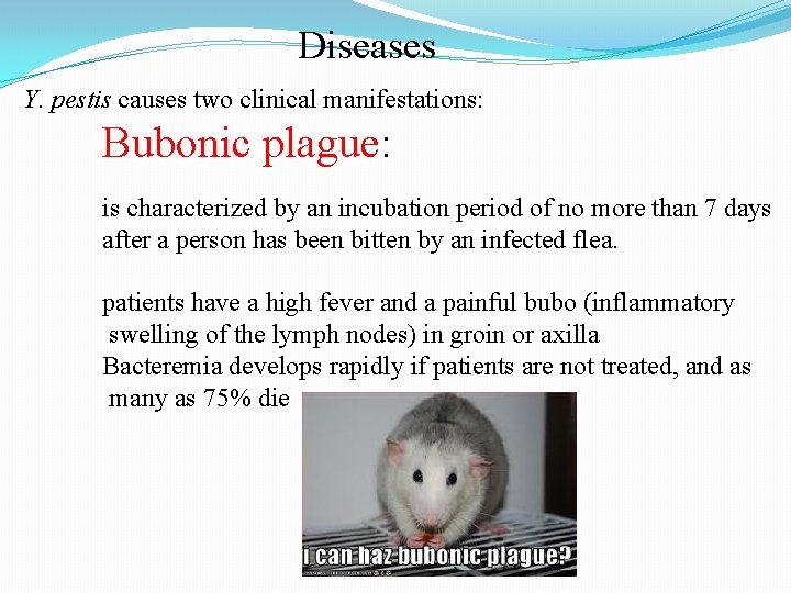 Diseases Y. pestis causes two clinical manifestations: Bubonic plague: is characterized by an incubation
