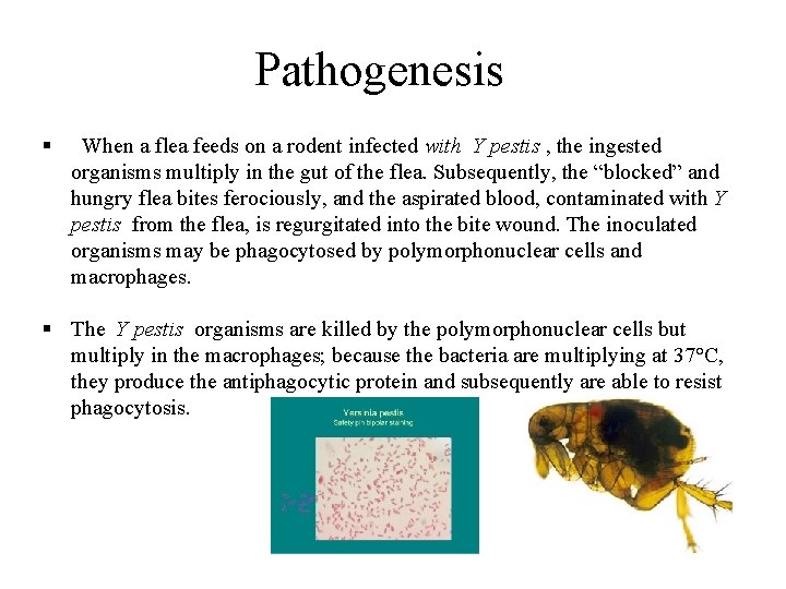 Pathogenesis § When a flea feeds on a rodent infected with Y pestis ,
