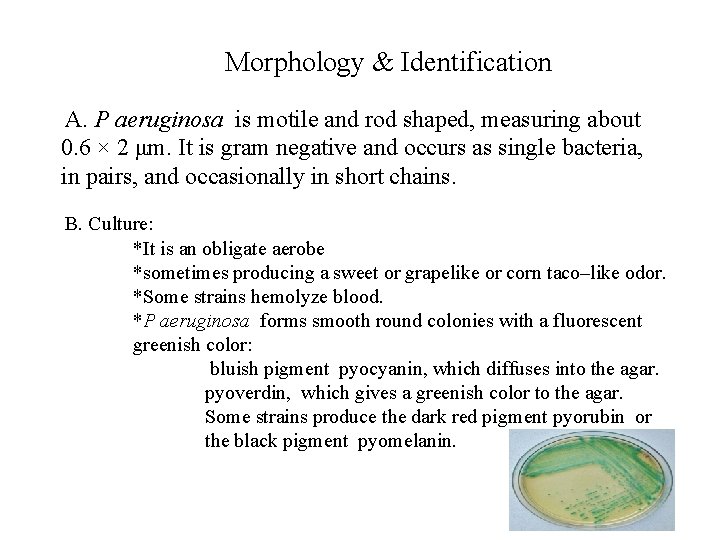 Morphology & Identification A. P aeruginosa is motile and rod shaped, measuring about 0.