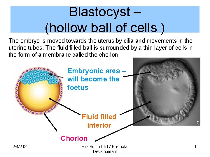 Blastocyst – (hollow ball of cells ) The embryo is moved towards the uterus