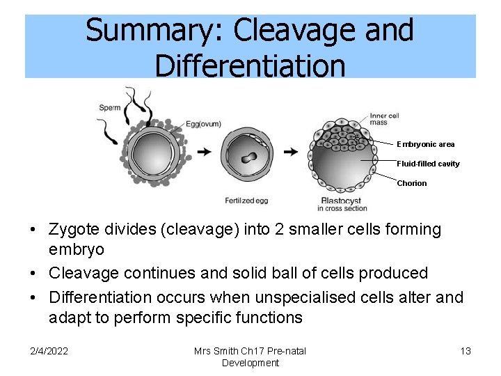 Summary: Cleavage and Differentiation Embryonic area Fluid-filled cavity Chorion • Zygote divides (cleavage) into