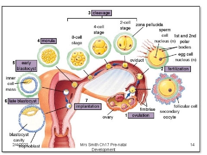 2/4/2022 Mrs Smith Ch 17 Pre-natal Development 14 