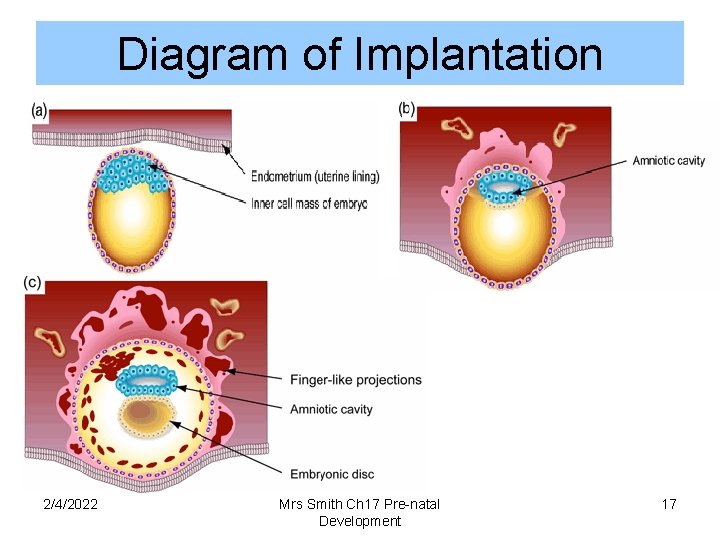 Diagram of Implantation 2/4/2022 Mrs Smith Ch 17 Pre-natal Development 17 