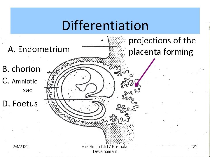 Differentiation Finger like projections of the placenta forming A. Endometrium B. chorion C. Amniotic