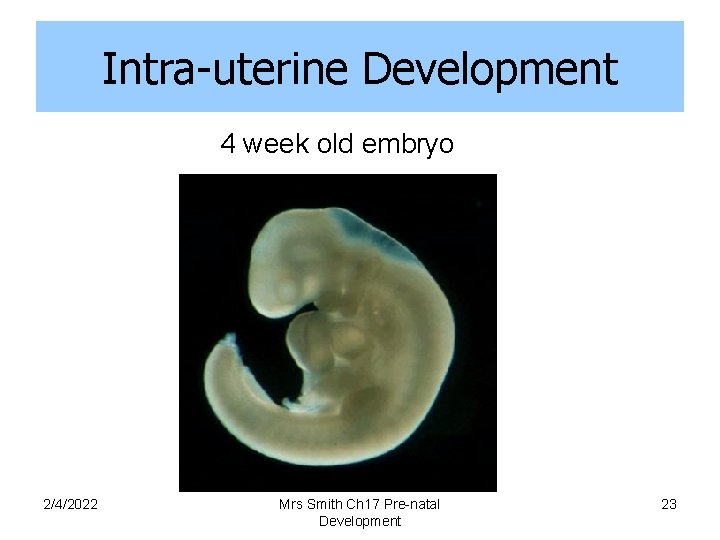 Intra-uterine Development 4 week old embryo 2/4/2022 Mrs Smith Ch 17 Pre-natal Development 23
