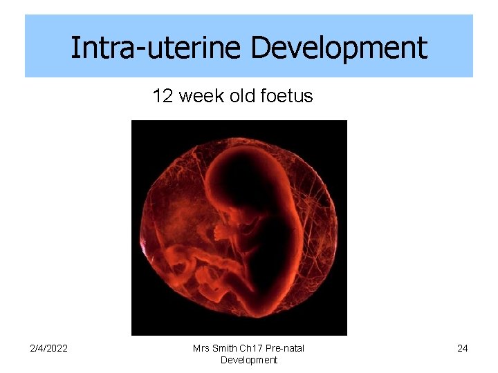 Intra-uterine Development 12 week old foetus 2/4/2022 Mrs Smith Ch 17 Pre-natal Development 24