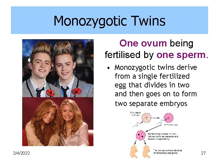 Monozygotic Twins One ovum being fertilised by one sperm. • Monozygotic twins derive from