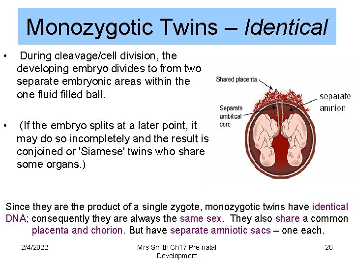 Monozygotic Twins – Identical • During cleavage/cell division, the developing embryo divides to from