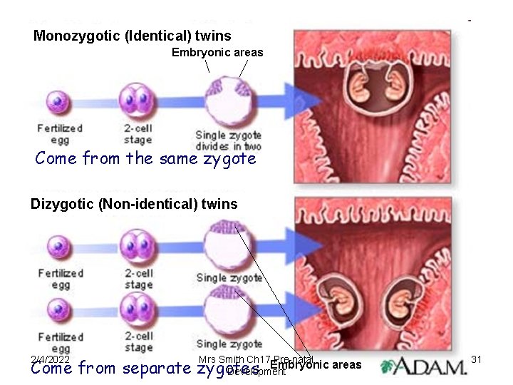 Monozygotic (Identical) twins Embryonic areas Come from the same zygote Dizygotic (Non-identical) twins 2/4/2022