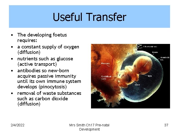 Useful Transfer • The developing foetus requires: • a constant supply of oxygen (diffusion)