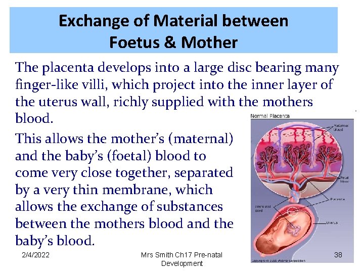 Exchange of Material between Foetus & Mother The placenta develops into a large disc