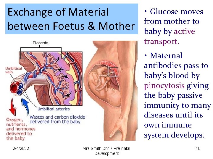 Exchange of Material between Foetus & Mother • Glucose moves from mother to baby