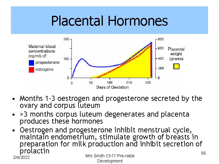 Placental Hormones • Months 1 -3 oestrogen and progesterone secreted by the ovary and