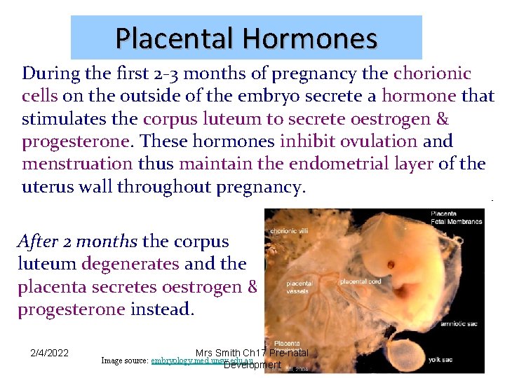 Placental Hormones During the first 2 -3 months of pregnancy the chorionic cells on