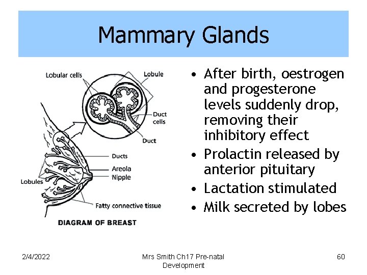 Mammary Glands • After birth, oestrogen and progesterone levels suddenly drop, removing their inhibitory