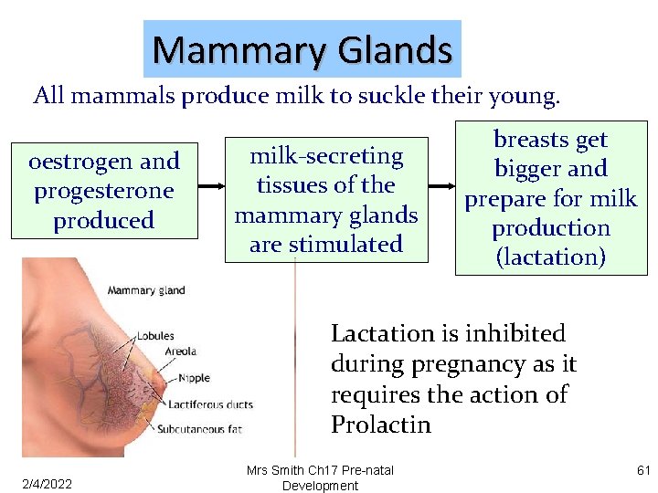 Mammary Glands All mammals produce milk to suckle their young. oestrogen and progesterone produced