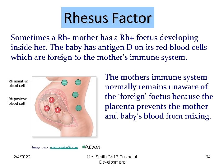 Rhesus Factor Sometimes a Rh- mother has a Rh+ foetus developing inside her. The