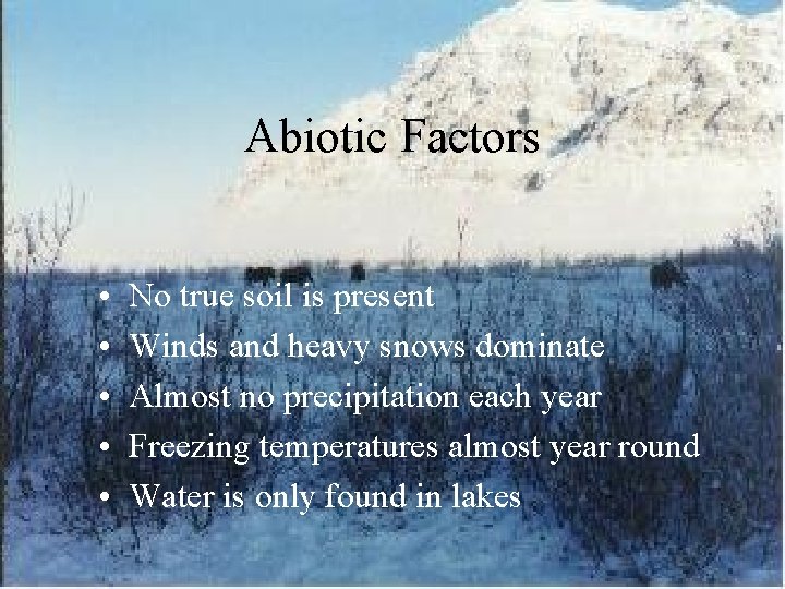 Abiotic Factors • • • No true soil is present Winds and heavy snows